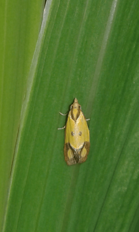 Agapeta zoegana (Tortricidae)? - S�